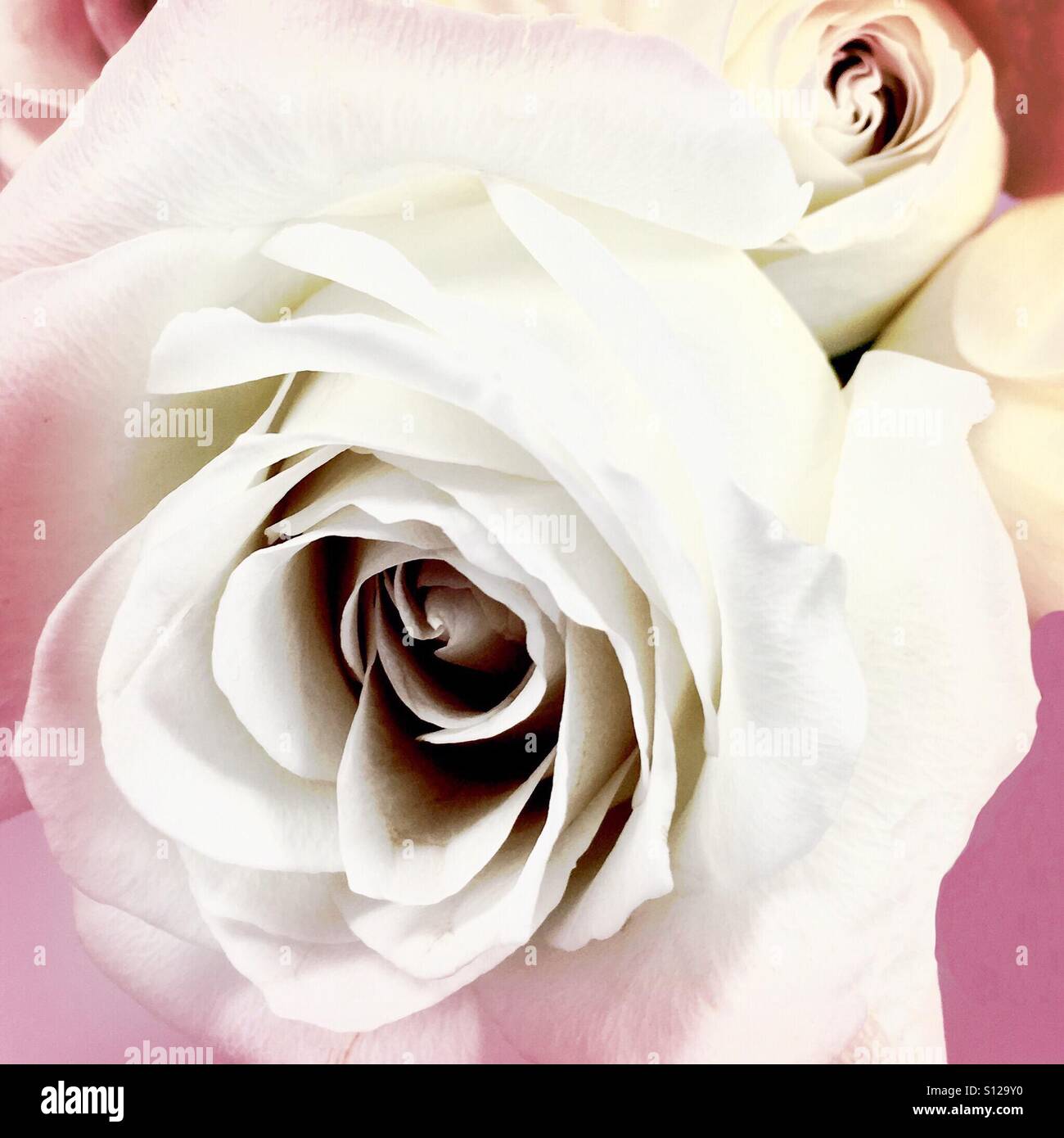 Rosa weiße romantische Rosen - Smartphone-aufgenommenes Stockfoto