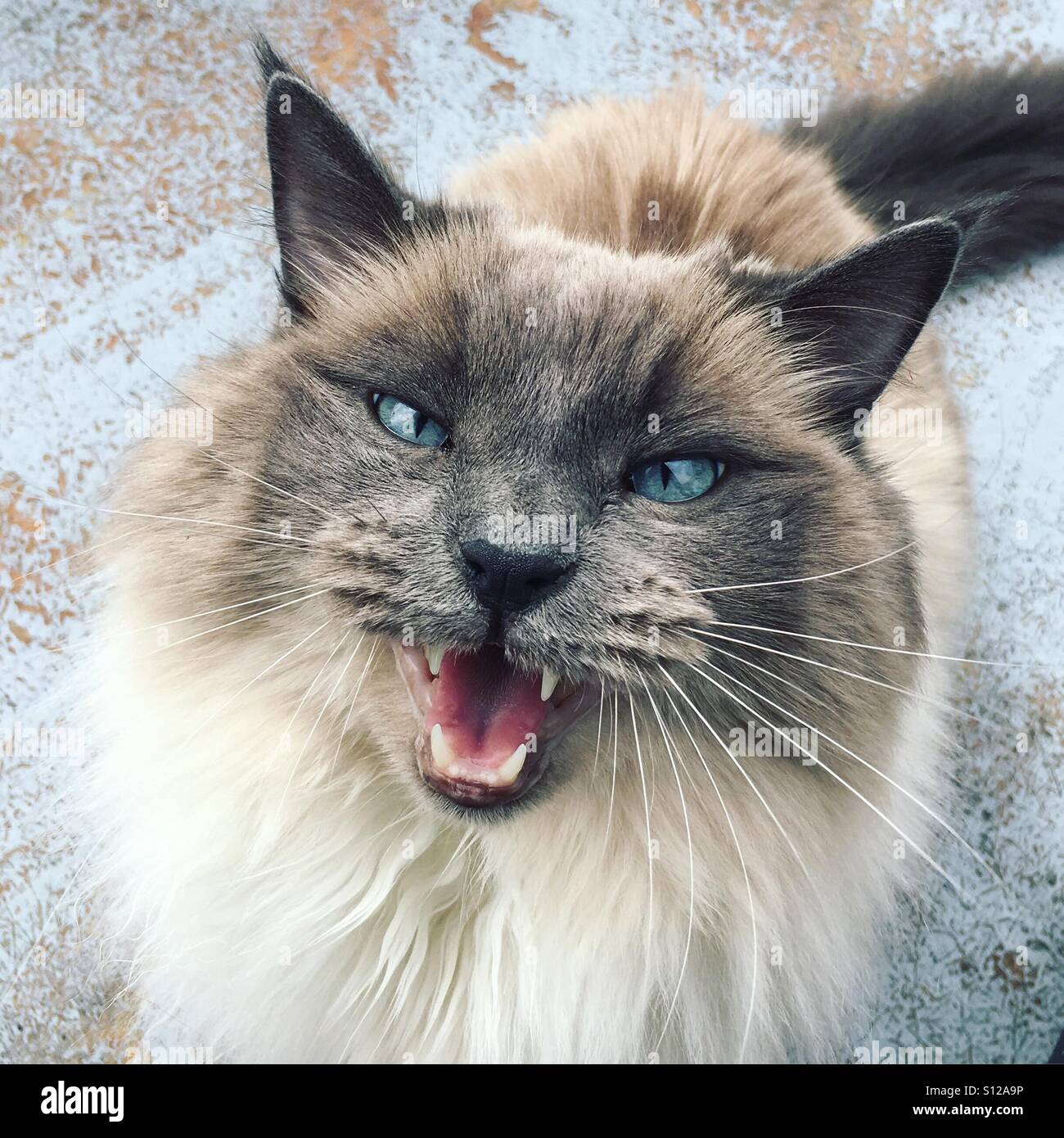Flauschige Katze miaut Creme-farbig Stockfoto