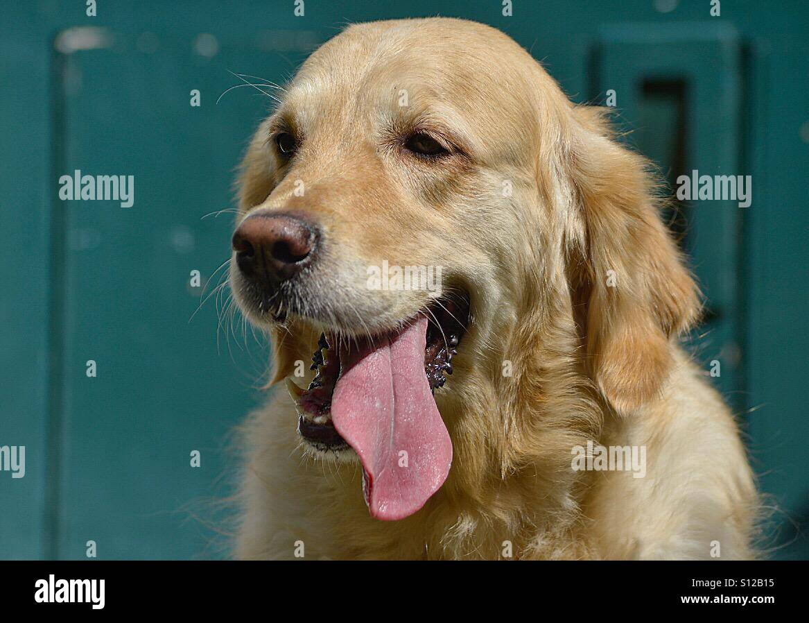 Golden Labrador Stockfoto