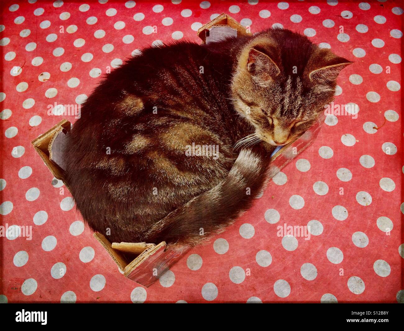 Katze in einer box Stockfoto