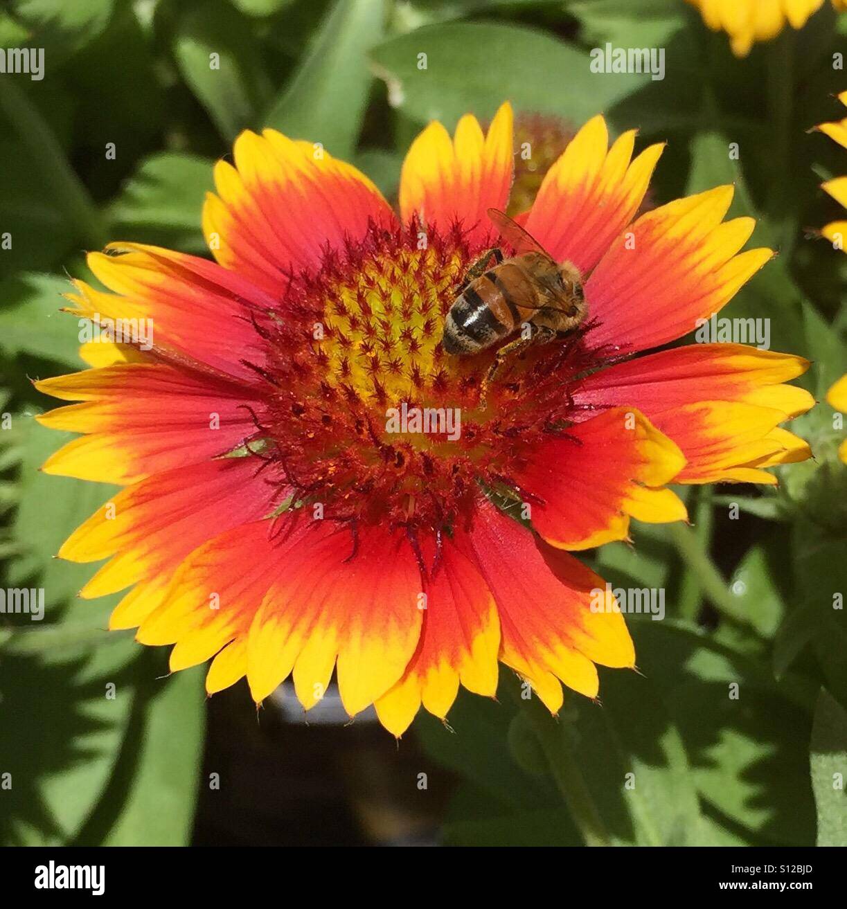 Indische Decke Blume mit Biene Stockfoto