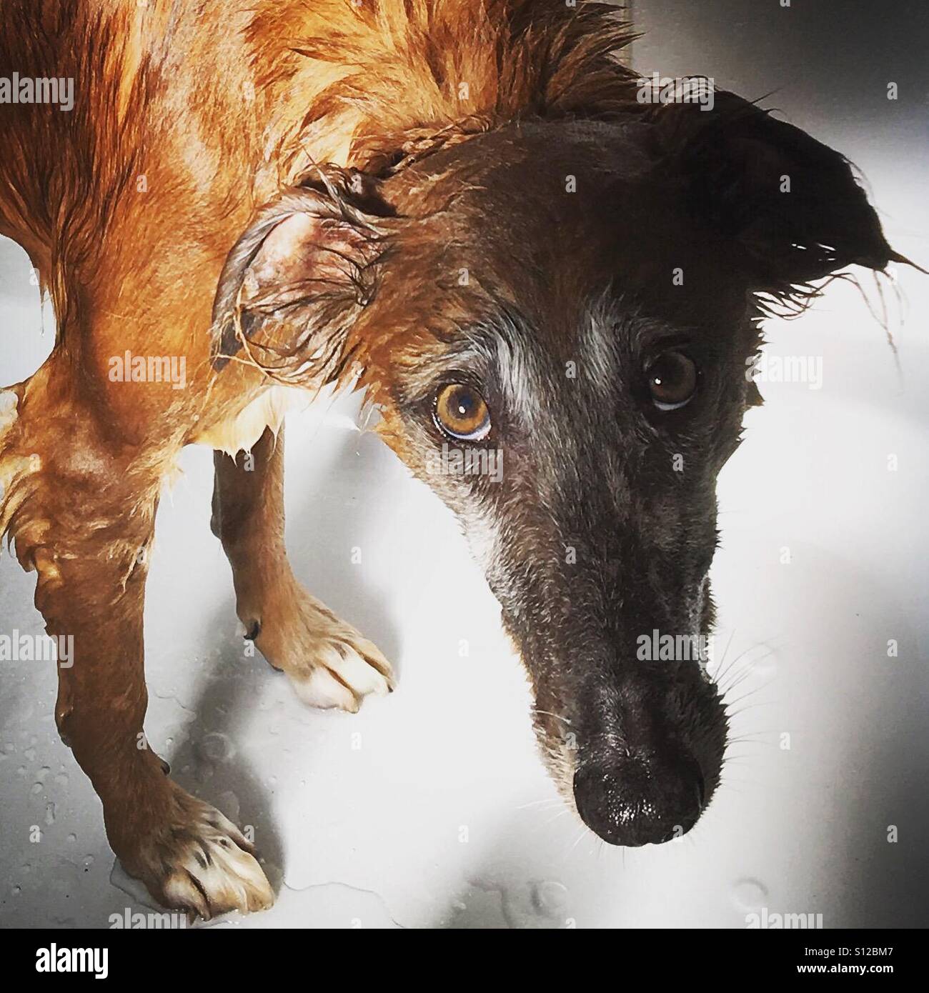 Ängstlich aussehender Lurcher Hund hofft, dass die Dusche beendet ist. Mobiltelefon-Foto mit einem Telefon oder Tablet Nachverarbeitung. - Smartphone-aufgenommenes Stockfoto