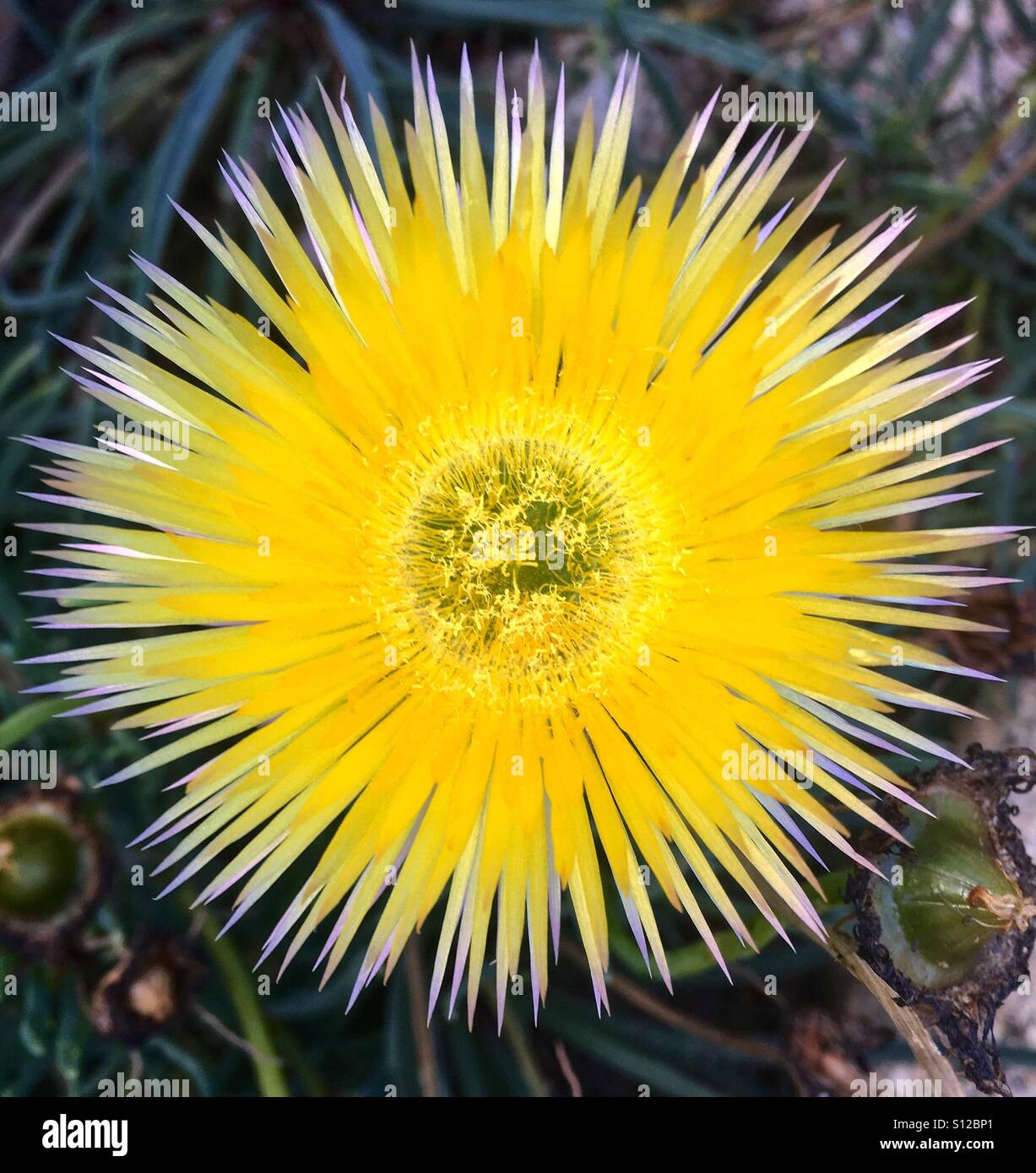 Ein saftiges leuchtend gelbe Blüte. - Smartphone-aufgenommenes Stockfoto