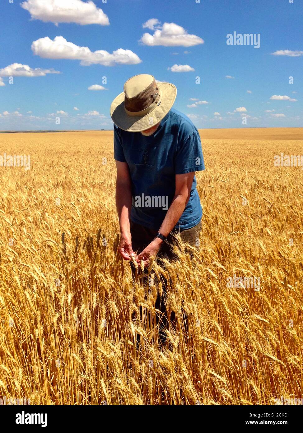 Mann, die Inspektion Weizen in einem Feld - Smartphone-aufgenommenes Stockfoto
