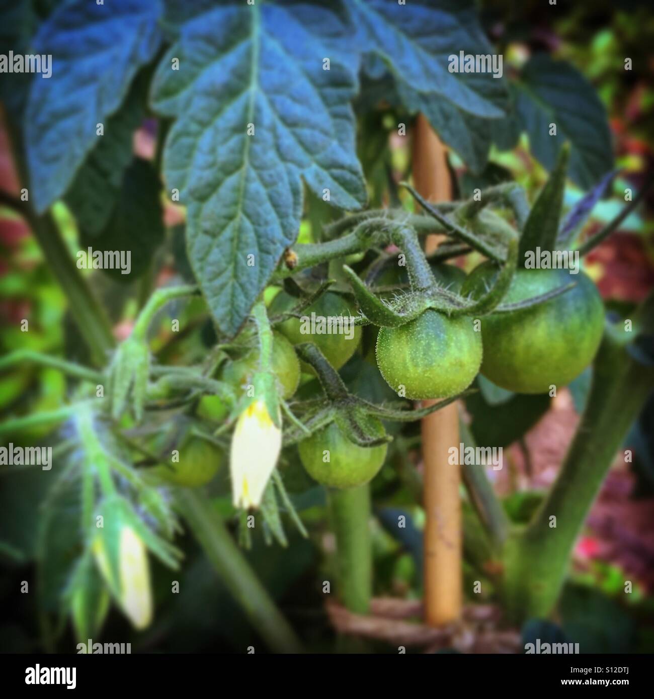 Cherry-Tomaten auf Reben wachsen - Smartphone-aufgenommenes Stockfoto