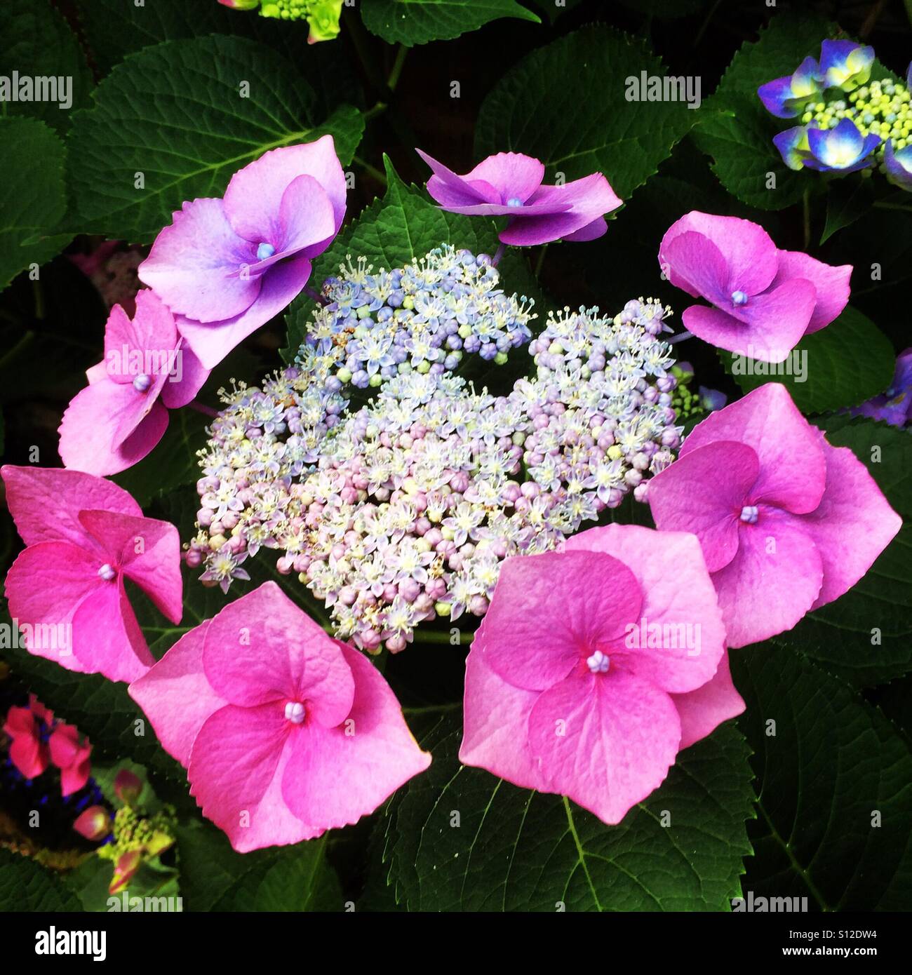 Eine Hortensie in voller Blüte in einem Garten in Godalming, Surrey. Hochdruck antizyklonalen Bedingungen weiterhin den Home Counties heißen und sonnigen Wetter bringen. - Smartphone-aufgenommenes Stockfoto