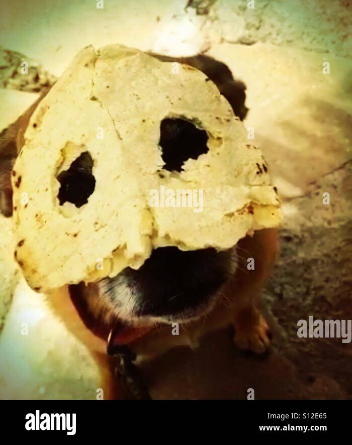 Hund mit hausgemachte Tortilla-Maske. Stockfoto
