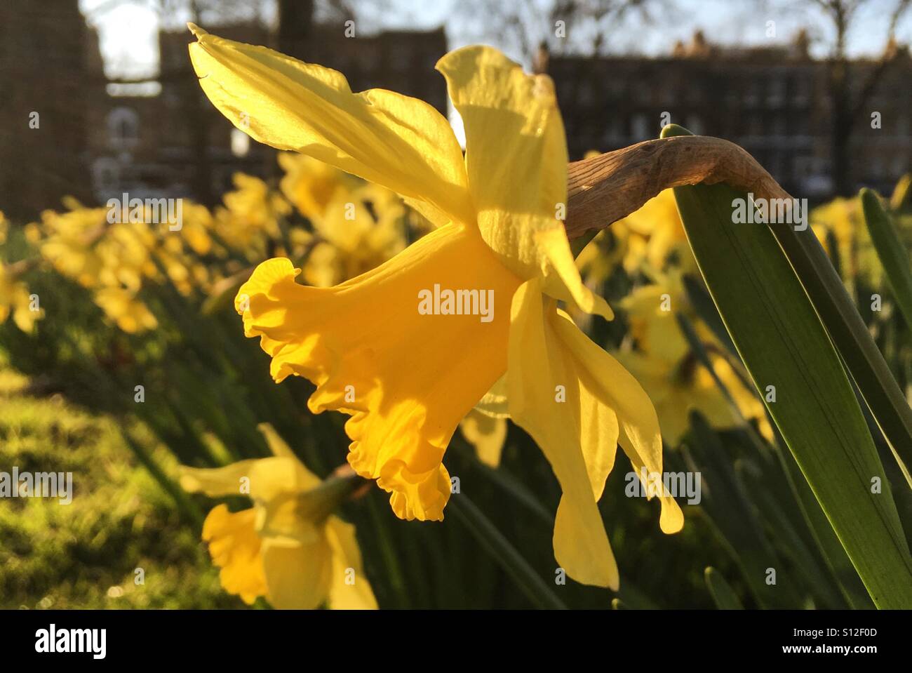 Narzissen blühen im Frühling, Highbury, London Stockfoto