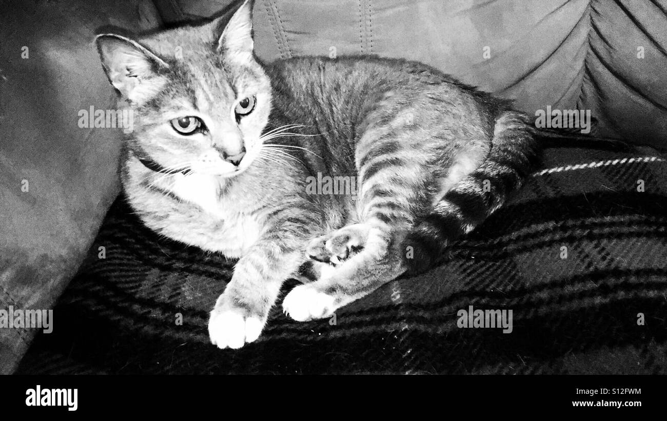 Tabby Katze auf einer Tartan-Decke Stockfoto