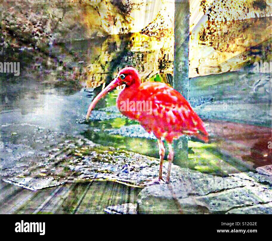 ... die feine Roter Ibis... Stockfoto