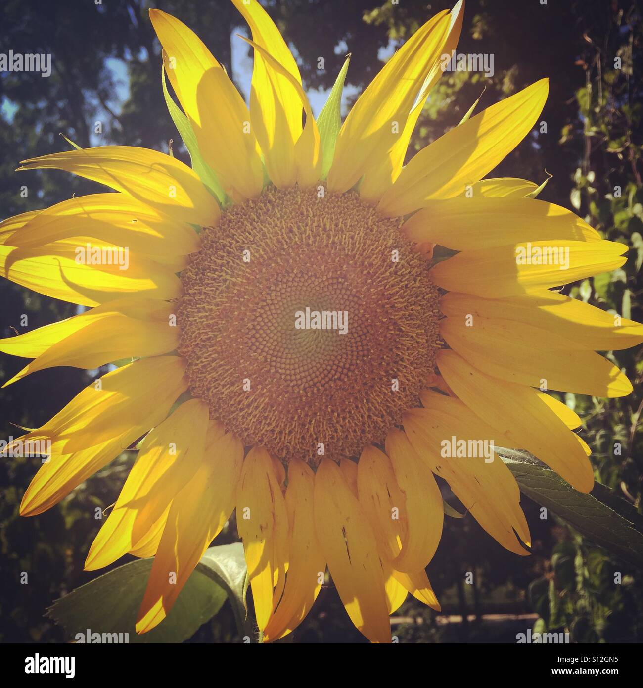 Sonnenblume wächst in einem Garten in Madrid, Spanien - Smartphone-aufgenommenes Stockfoto
