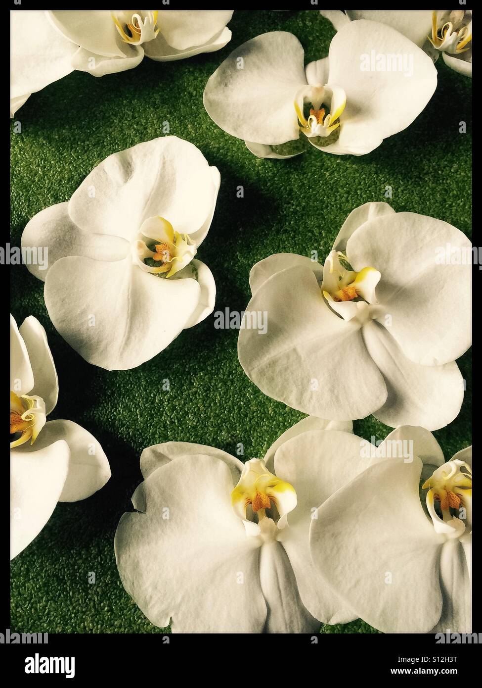 Weiße Orchideen Stockfoto