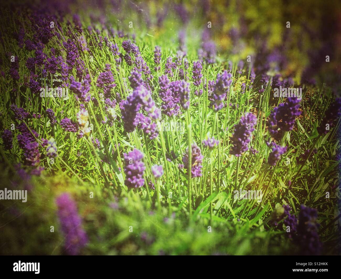 Nahaufnahme der Lavendelblumen England Großbritannien Großbritannien Großbritannien Großbritannien Großbritannien Großbritannien Großbritannien Großbritannien Großbritannien - Smartphone-aufgenommenes Stockfoto