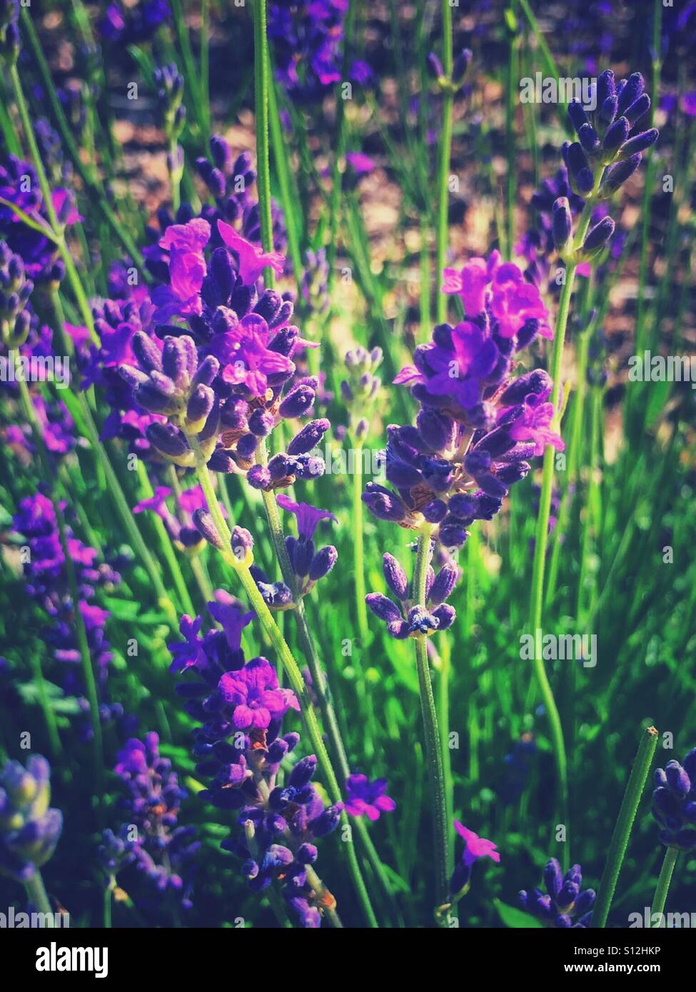 Nahaufnahme der lila Lavendelblüten England Großbritannien Großbritannien Großbritannien Großbritannien Großbritannien Großbritannien Großbritannien Großbritannien Großbritannien Großbritannien - Smartphone-aufgenommenes Stockfoto