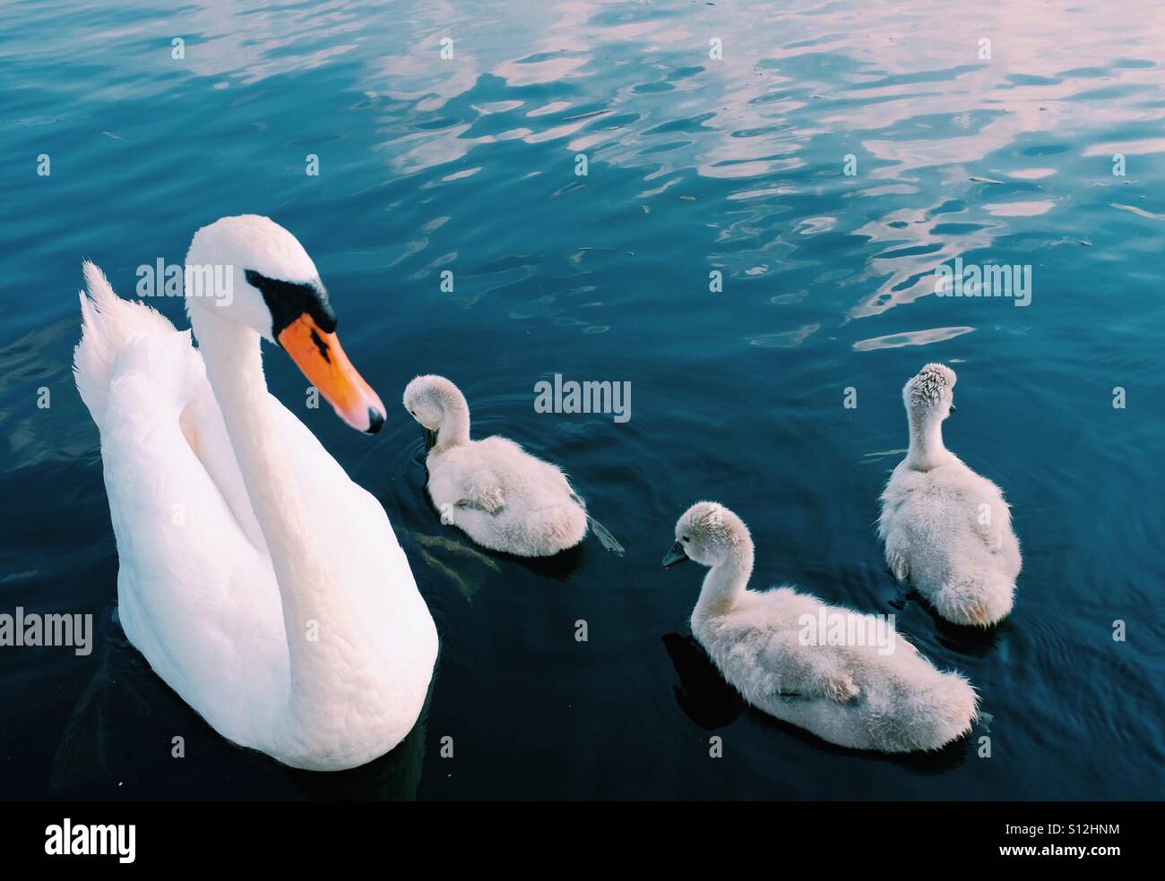 Mutter Mute Swan und drei Cygnets - Smartphone-aufgenommenes Stockfoto
