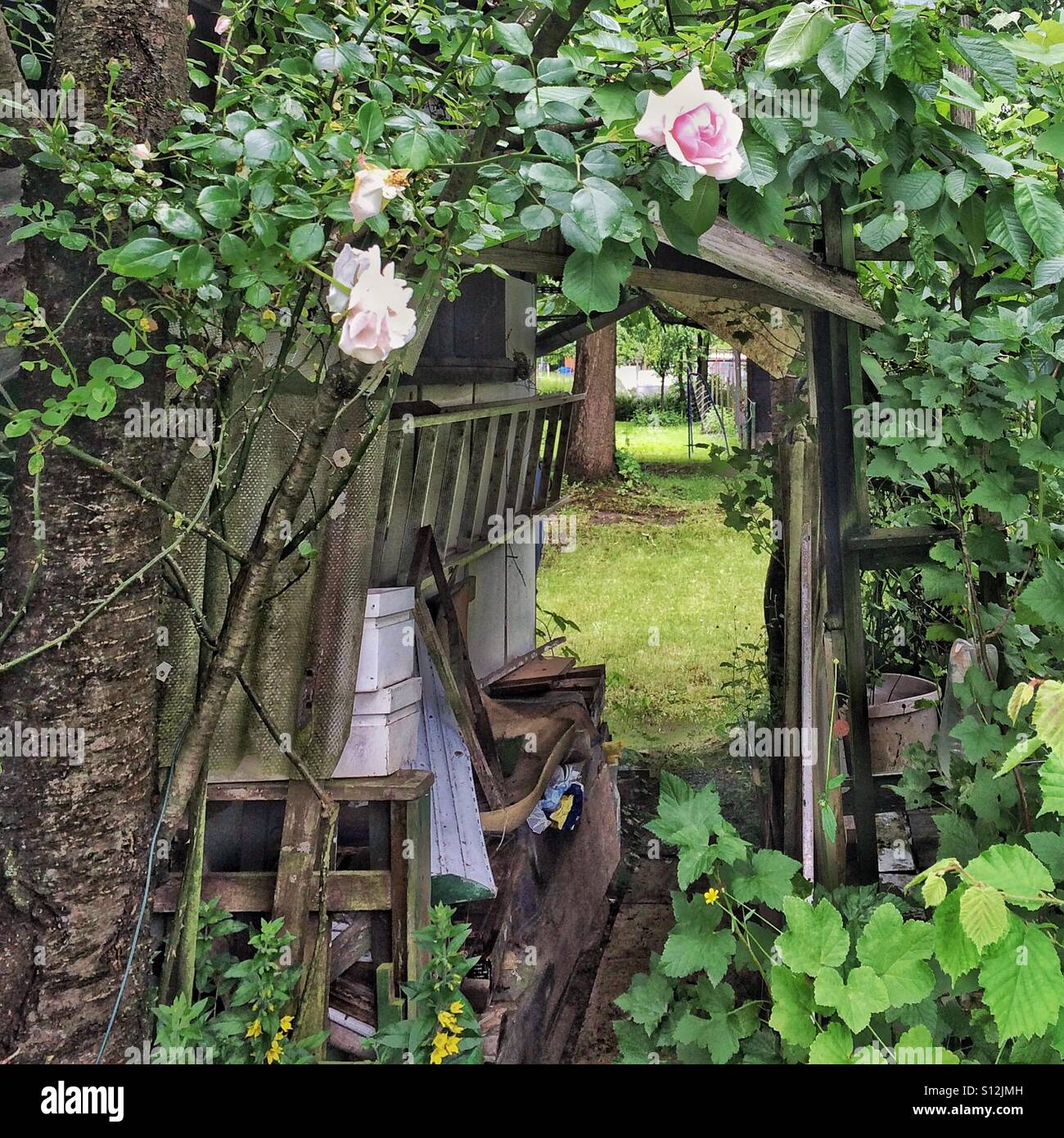 Alte Hütte in einem verwilderten Garten Stockfotografie Alamy
