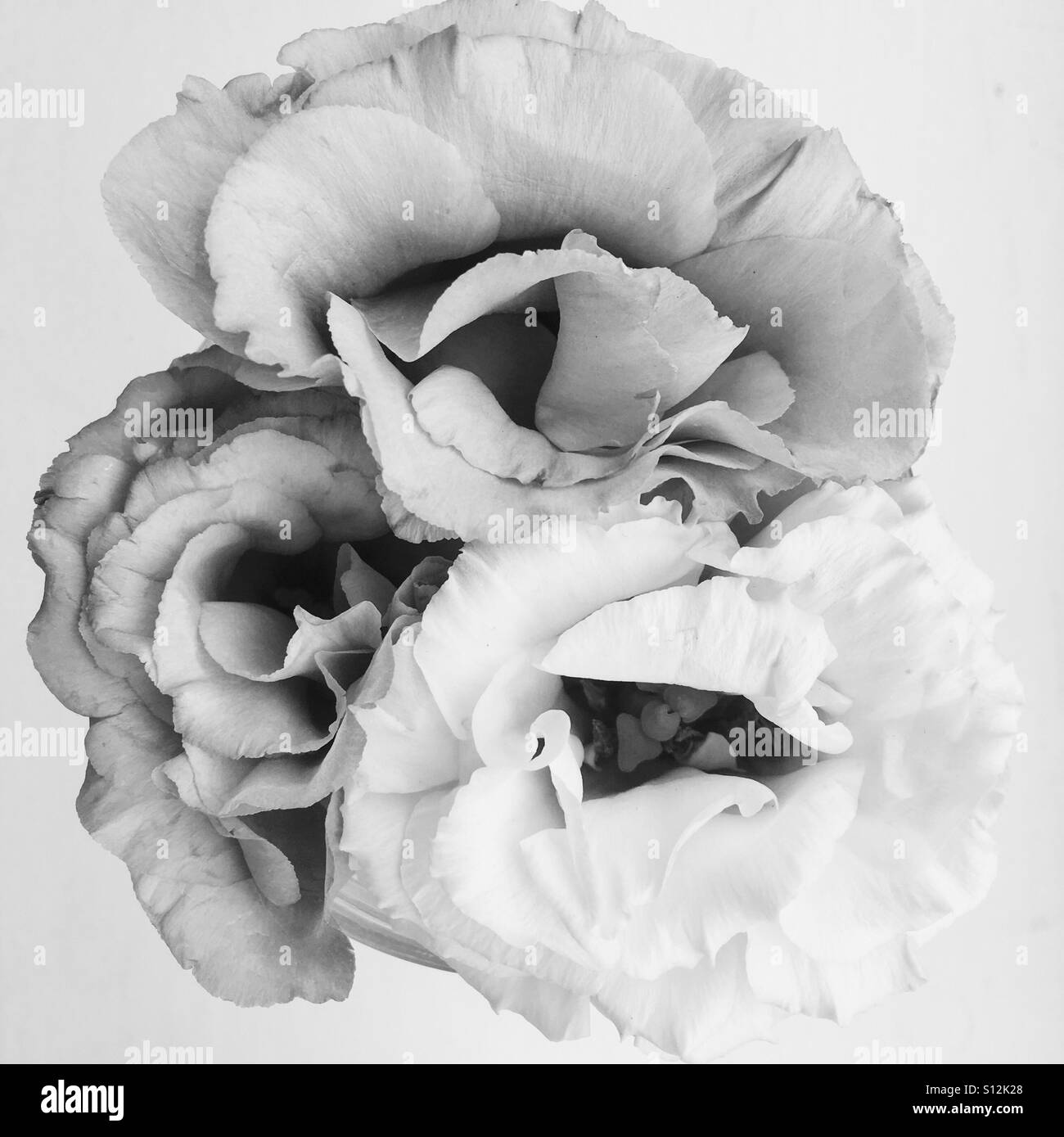 Schwarz / weiß Blumen Stockfoto