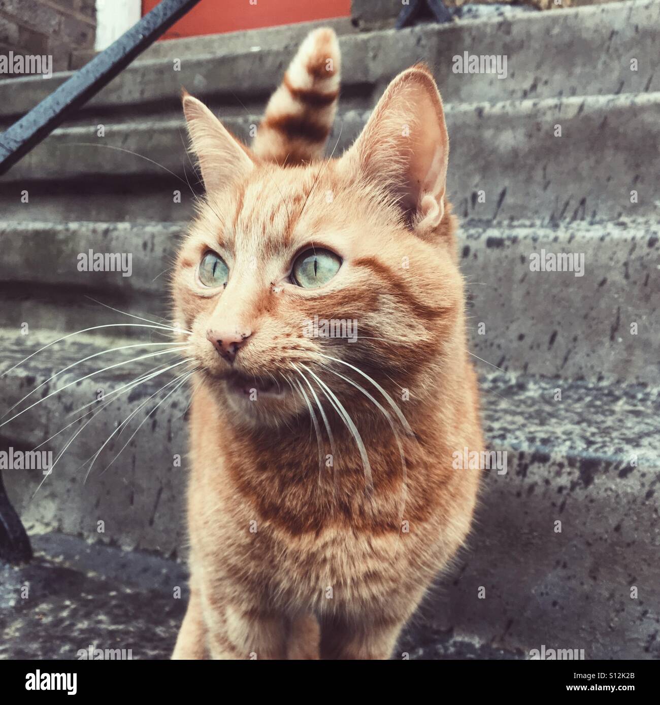 Ingwer-Katze Stockfoto
