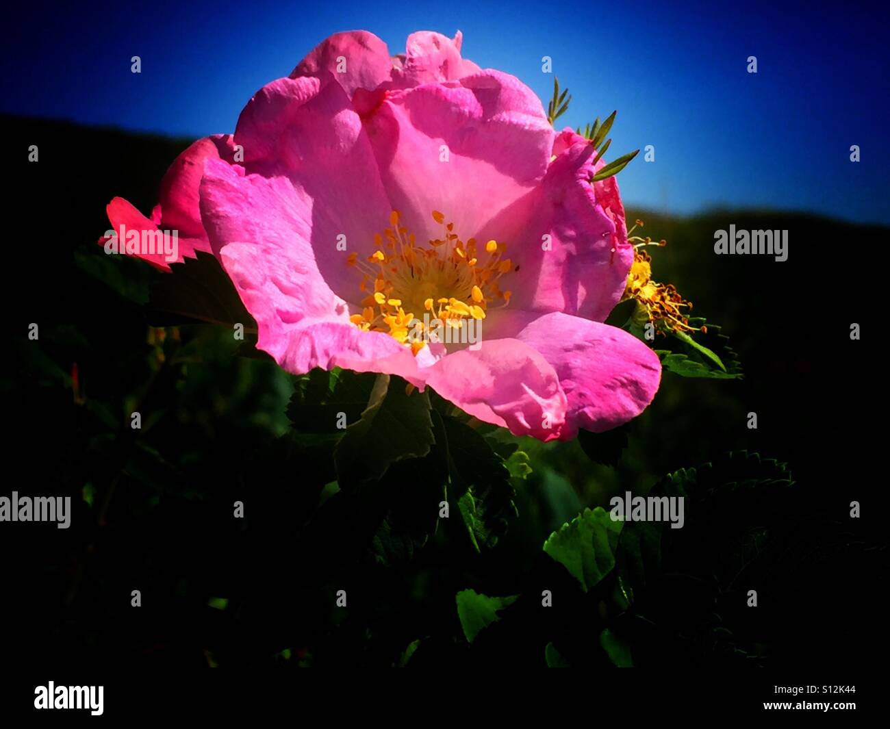 Rose, stachelige Heckenrose.  Rosa Acicularis.  Wildblumen Stockfoto