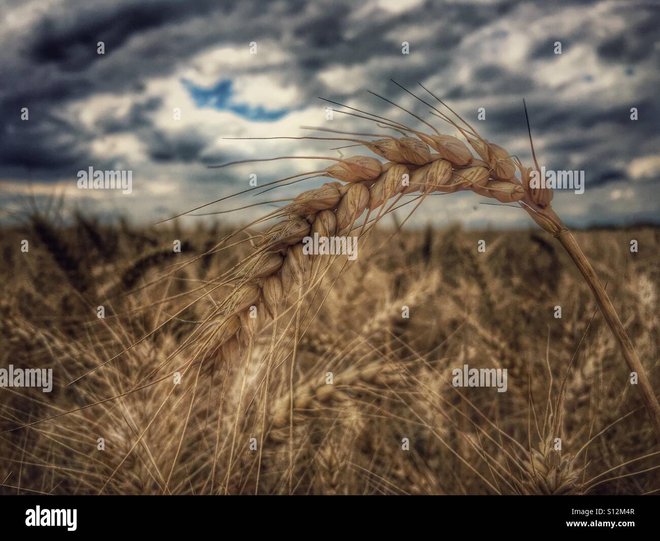 Stimmungsvoller Himmel und Weizenfeld - Smartphone-aufgenommenes Stockfoto