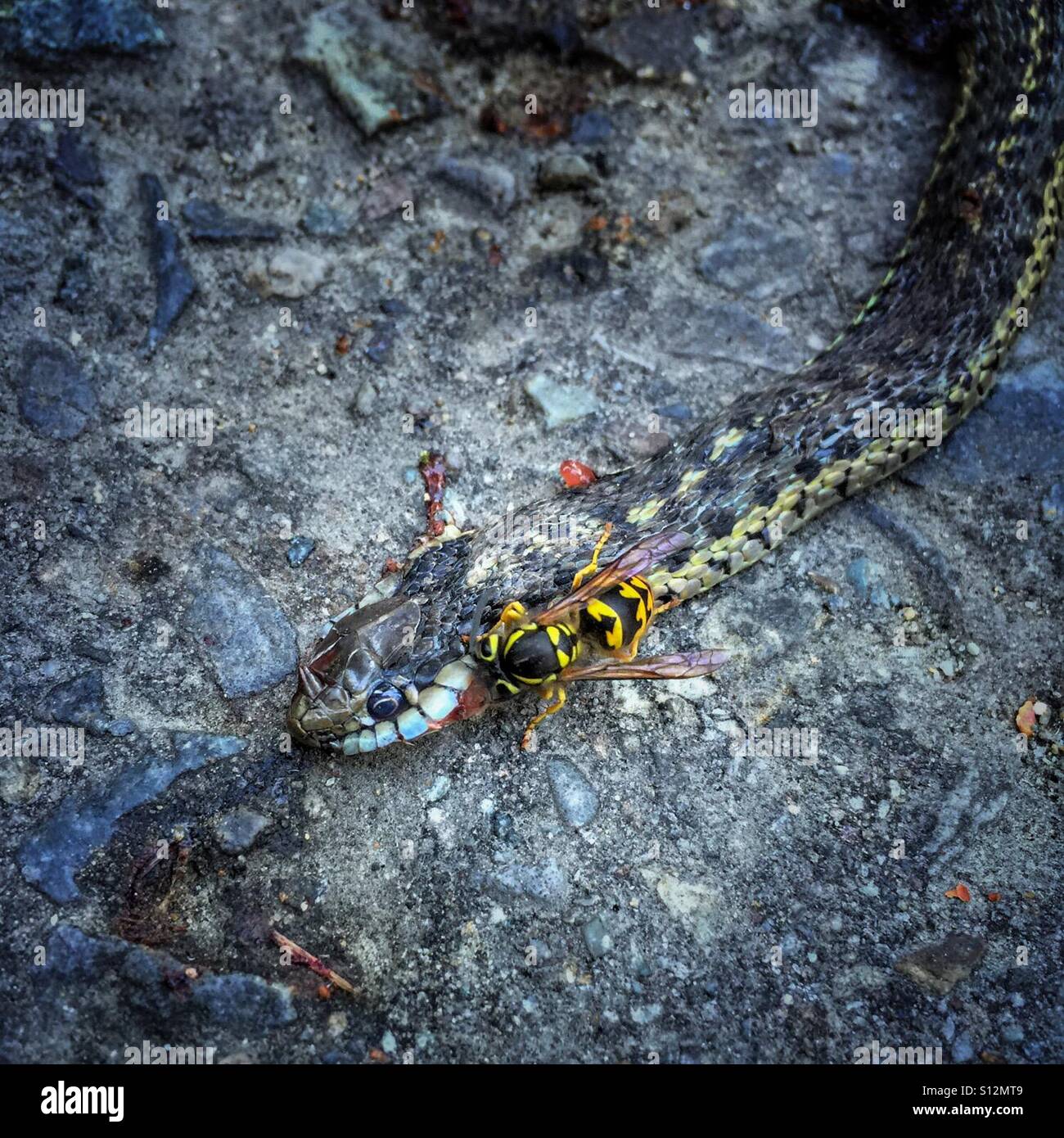 Eine Wespe beißt in eine tote Schlange Strumpfband. - Smartphone-aufgenommenes Stockfoto