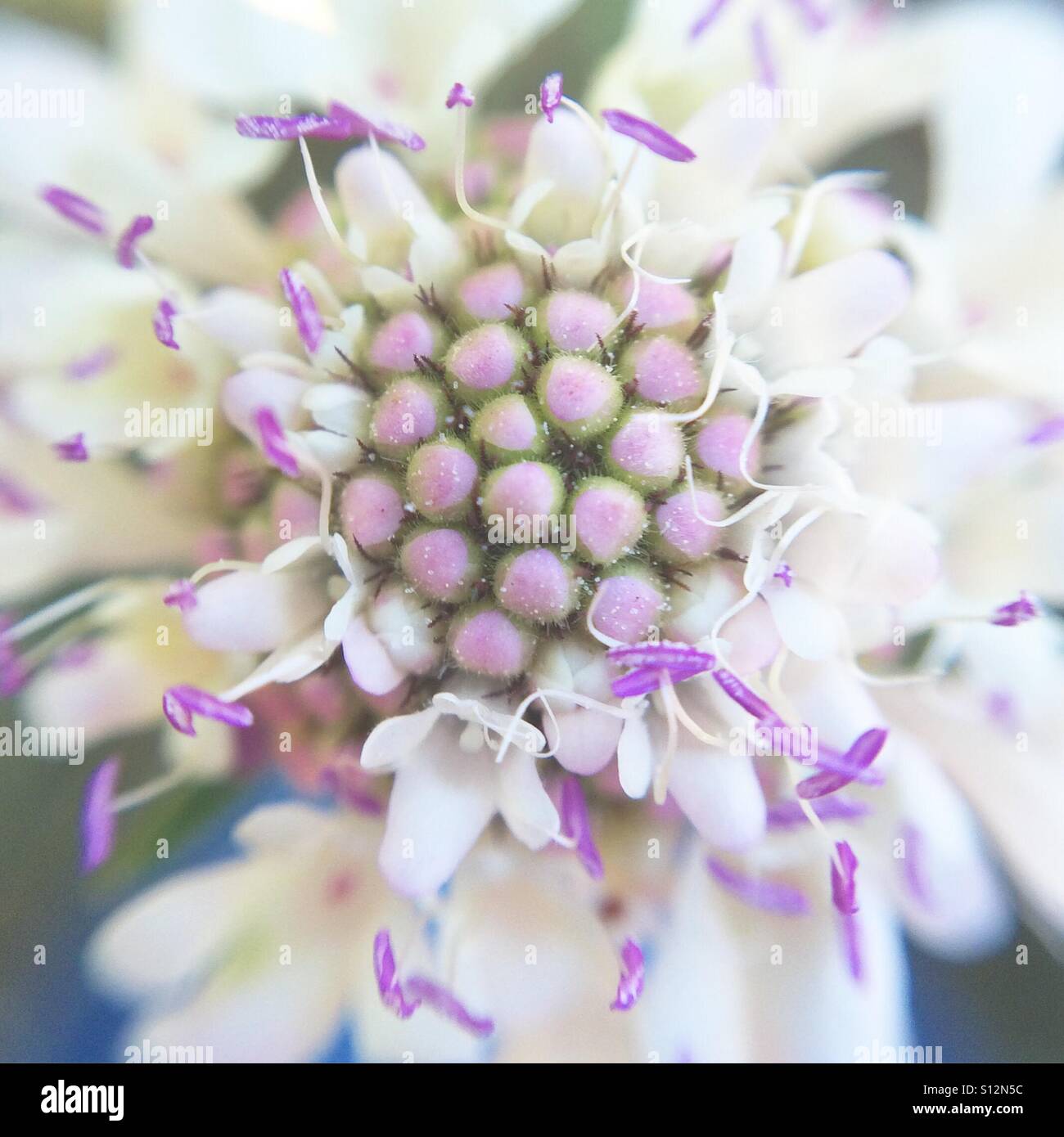 Makro einer weißen und rosa Blume - Smartphone-aufgenommenes Stockfoto