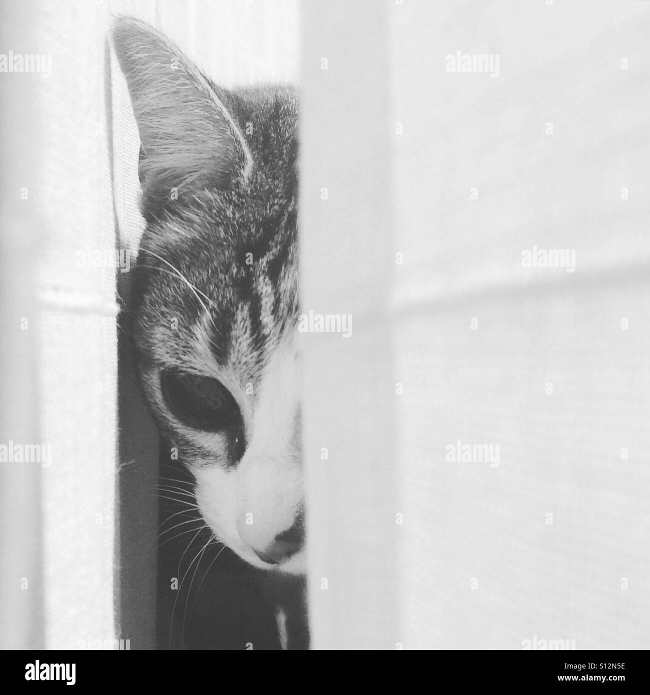 Katze, die aus der Vorhänge Stockfoto