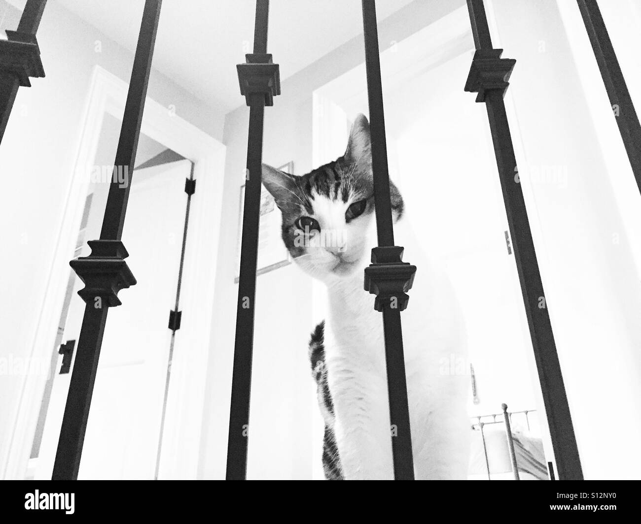 Tabby Hauskatze herabstarren durch Treppe Bars in schwarz und weiß Stockfoto