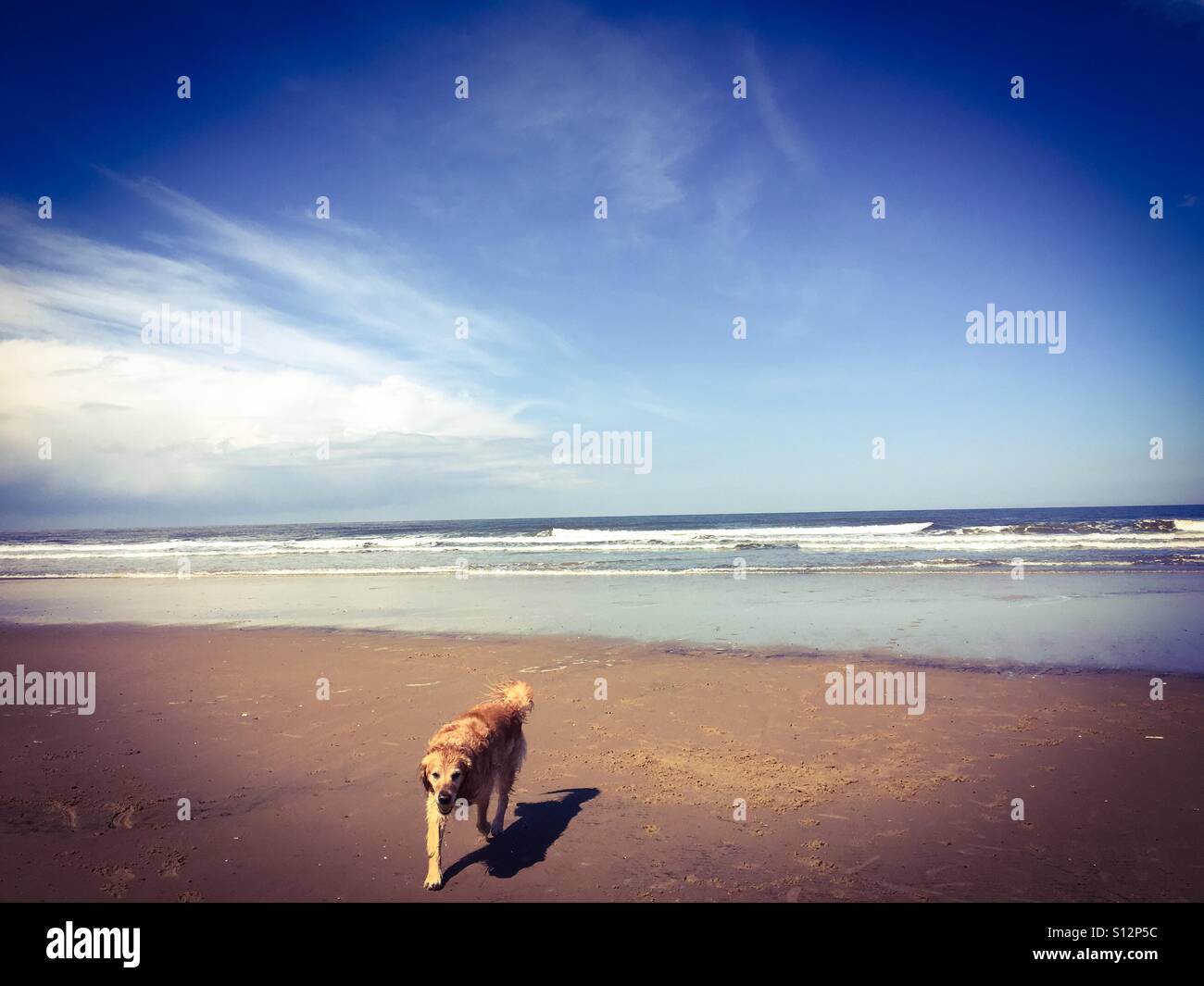 Ein golden Retriever zu Fuß am Strand von Holkham in Norfolk. Stockfoto
