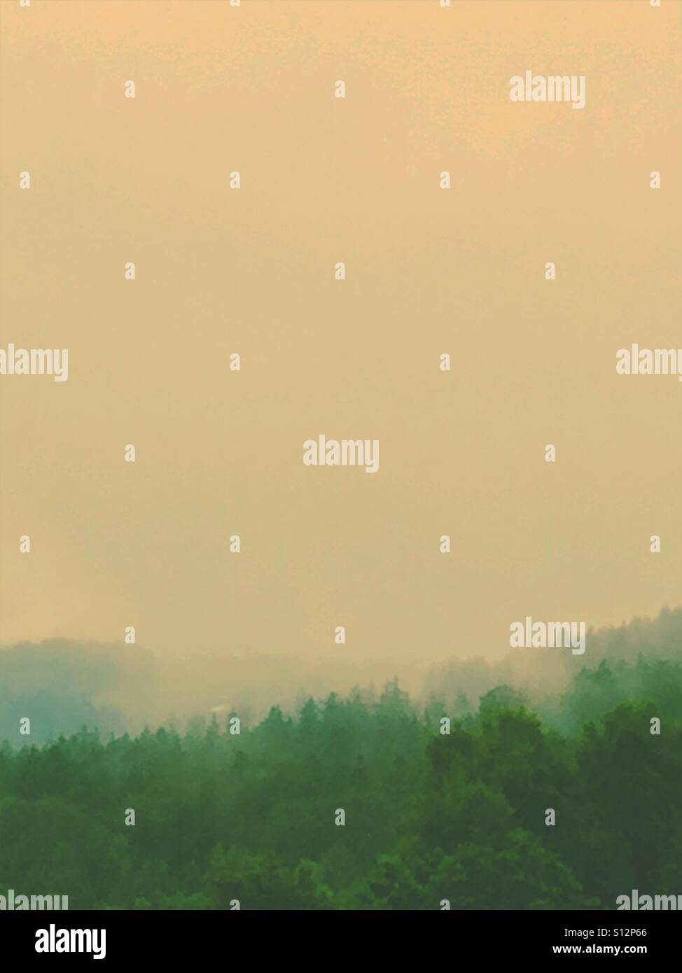 Mystischen Wald - Smartphone-aufgenommenes Stockfoto