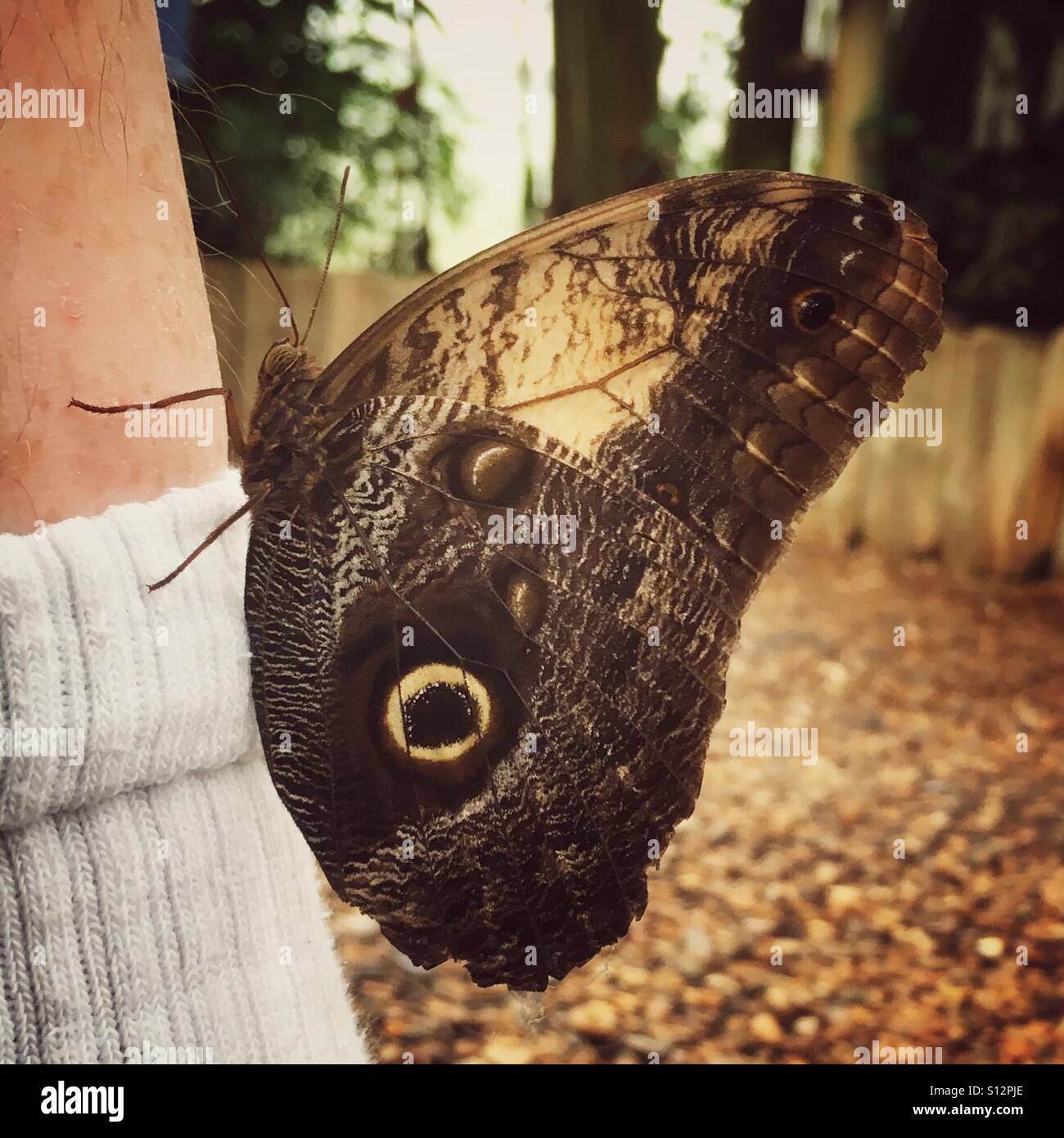 Schmetterling auf dem Bein auf einen Mann Stockfoto