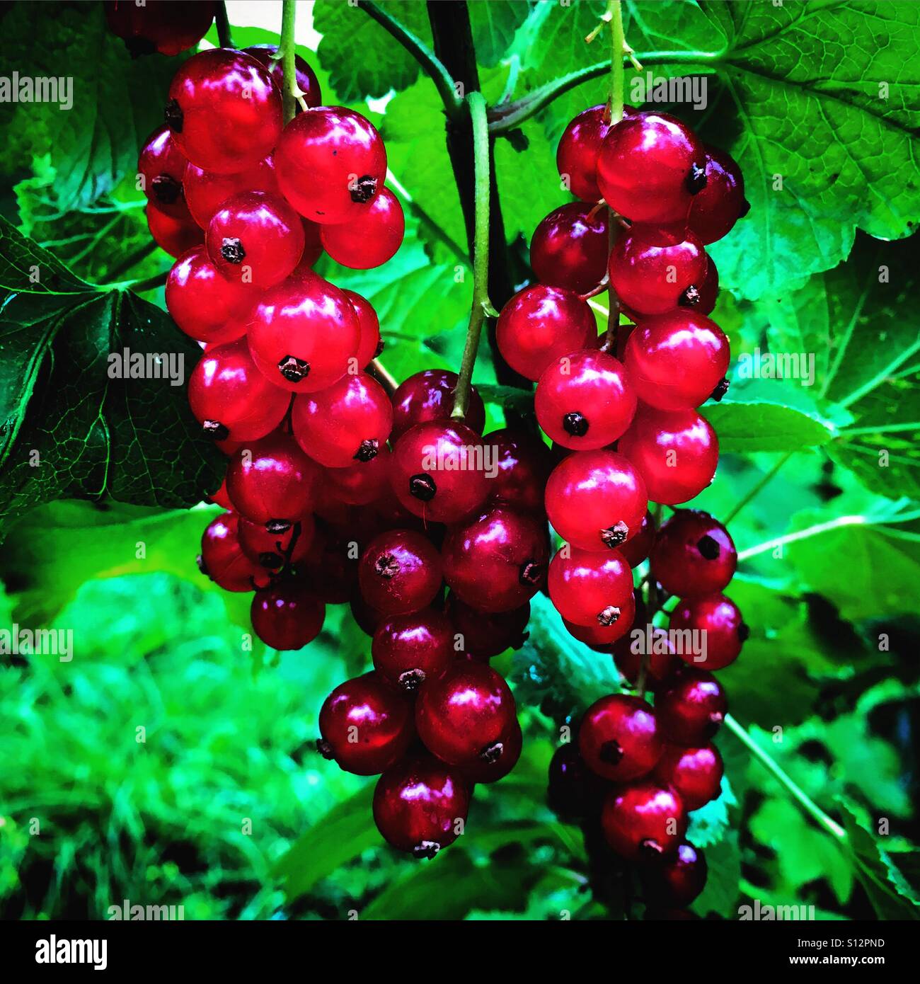 Red Curants Früchte im Baum - Smartphone-aufgenommenes Stockfoto