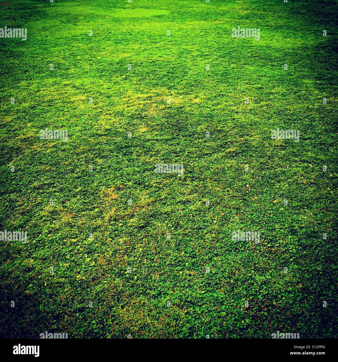 Grüner Rasen im Detail Stockfoto