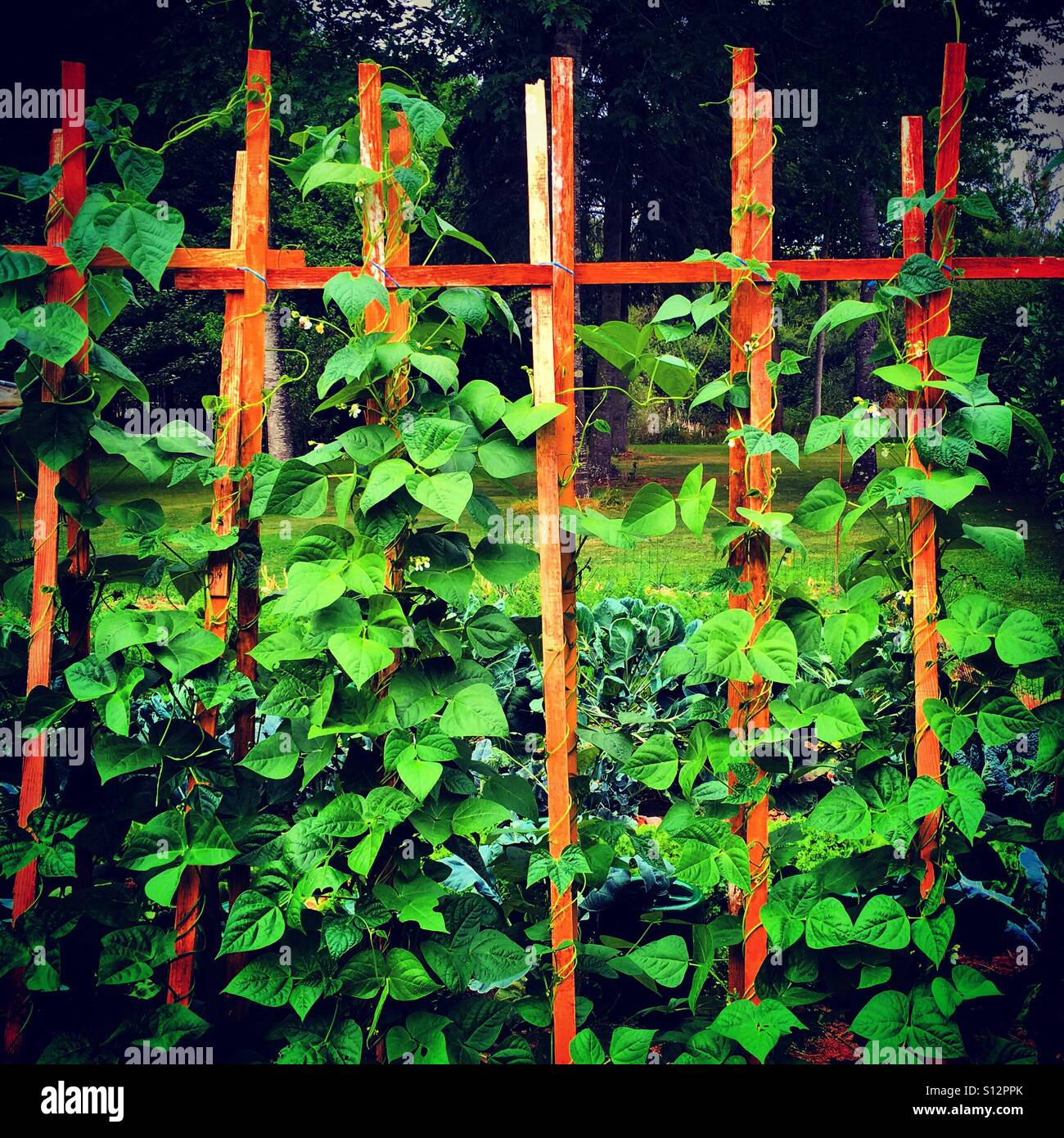 Gartenbohnen Pflanzen im Garten - Smartphone-aufgenommenes Stockfoto