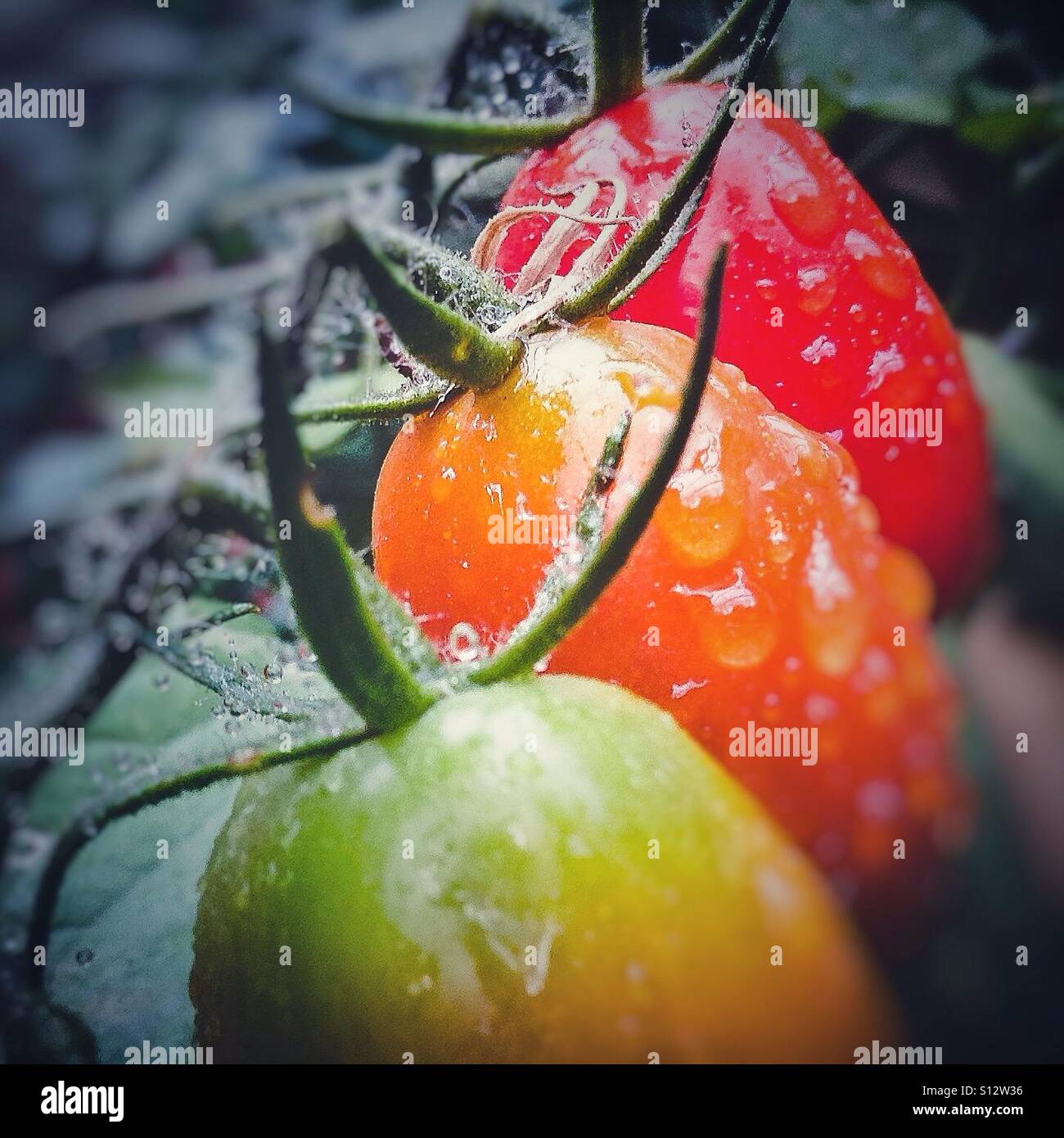 Nahaufnahme von roten Tomaten im Gewächshaus wachsen - Smartphone-aufgenommenes Stockfoto