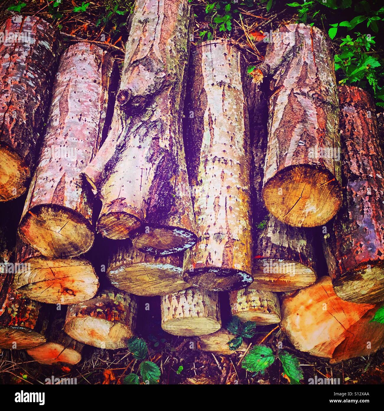 Holzscheite aufräumen Stockfoto