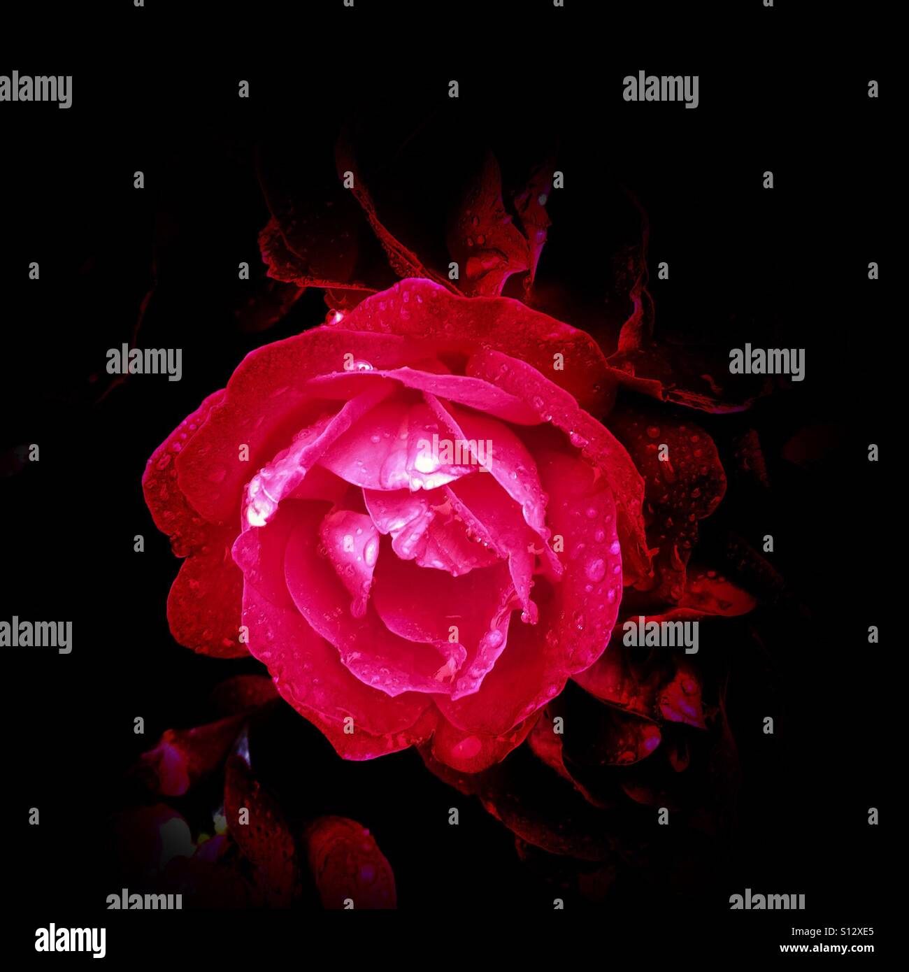 Rosengarten - Smartphone-aufgenommenes Stockfoto