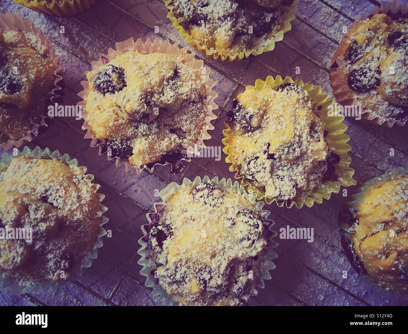 Blaubeer-Muffins mit Puderzucker Stockfoto