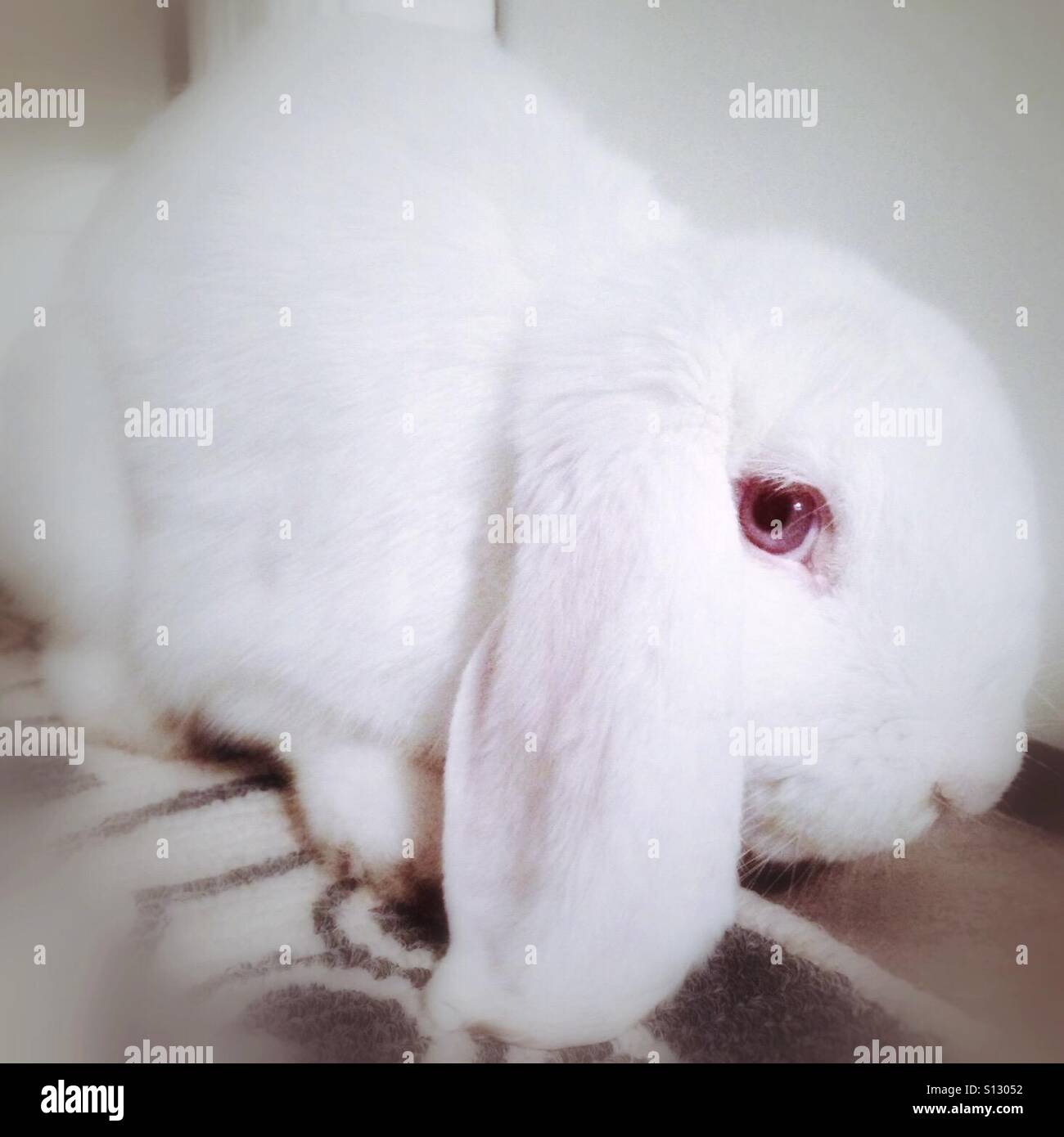Ein hängeohrigen Kaninchen kümmert sich unsicher auf der Straße gefunden werden. Stockfoto