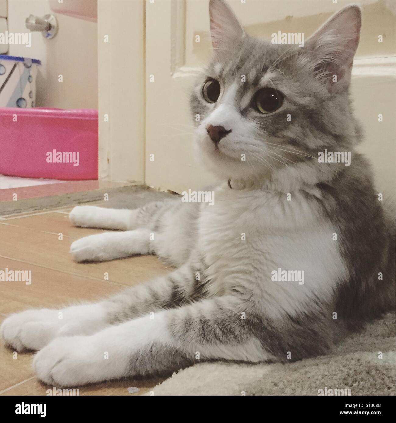 Emu das Kätzchen Posing - Smartphone-aufgenommenes Stockfoto