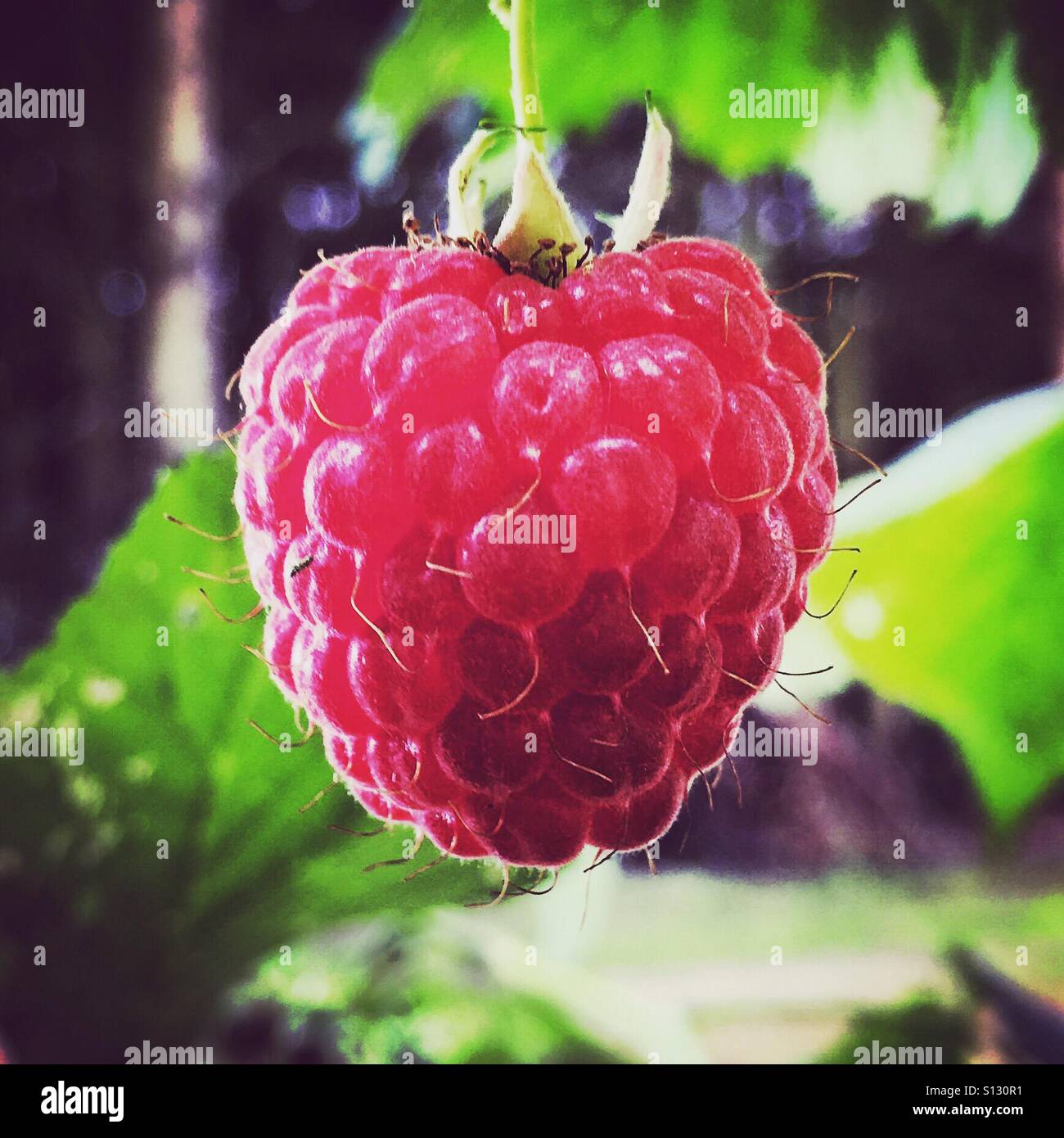 Himbeer - Smartphone-aufgenommenes Stockfoto