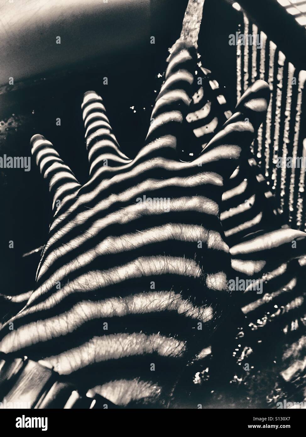 Zebra-hand Stockfoto