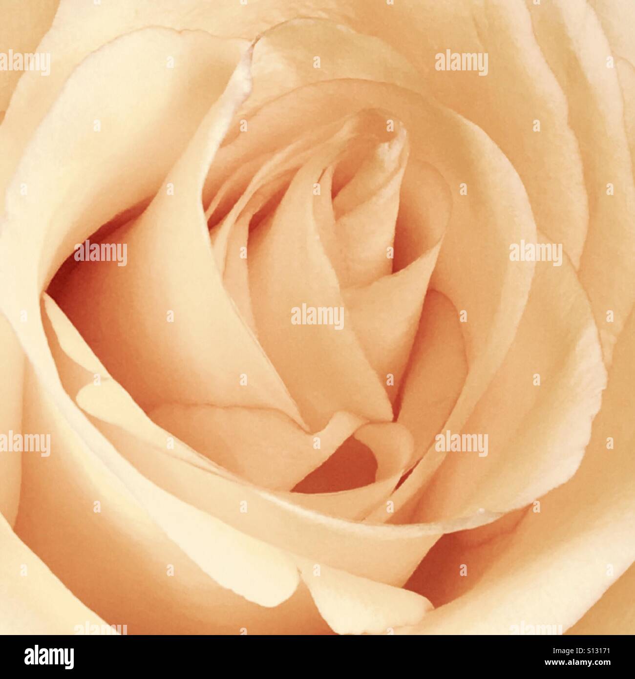Einfarbige rose Stockfoto
