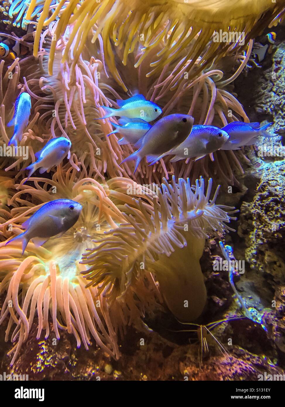 Sea Anemones And Corals Fotos Und Bildmaterial In Hoher Aufl sung Alamy sea-anemones-and-corals-fotos-und-bildmaterial-in-hoher-aufl-sung-alamy