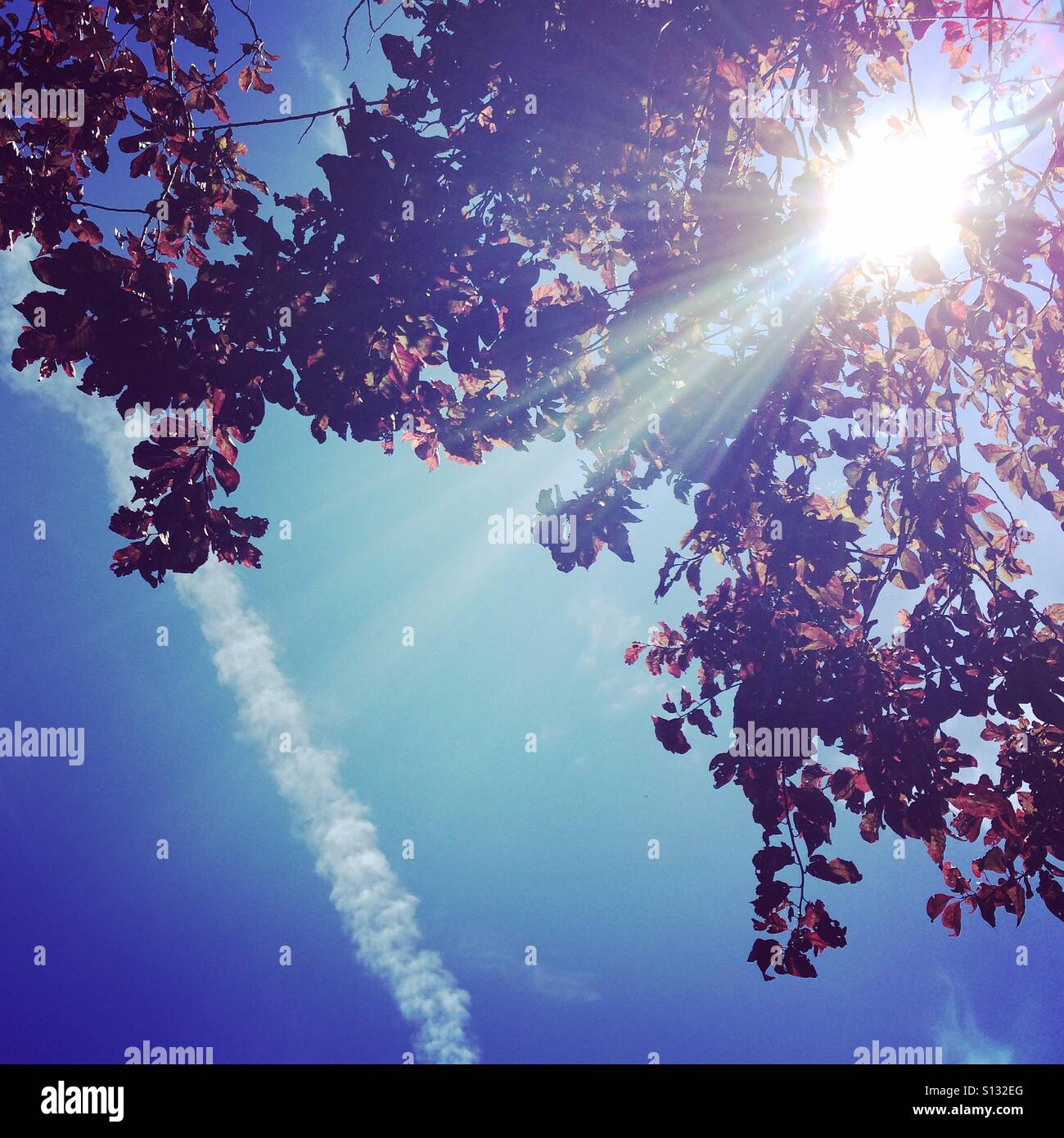 Sonne durch die Blätter eines Baumes.  Blauer Himmel mit Dampf Trail. Stockfoto