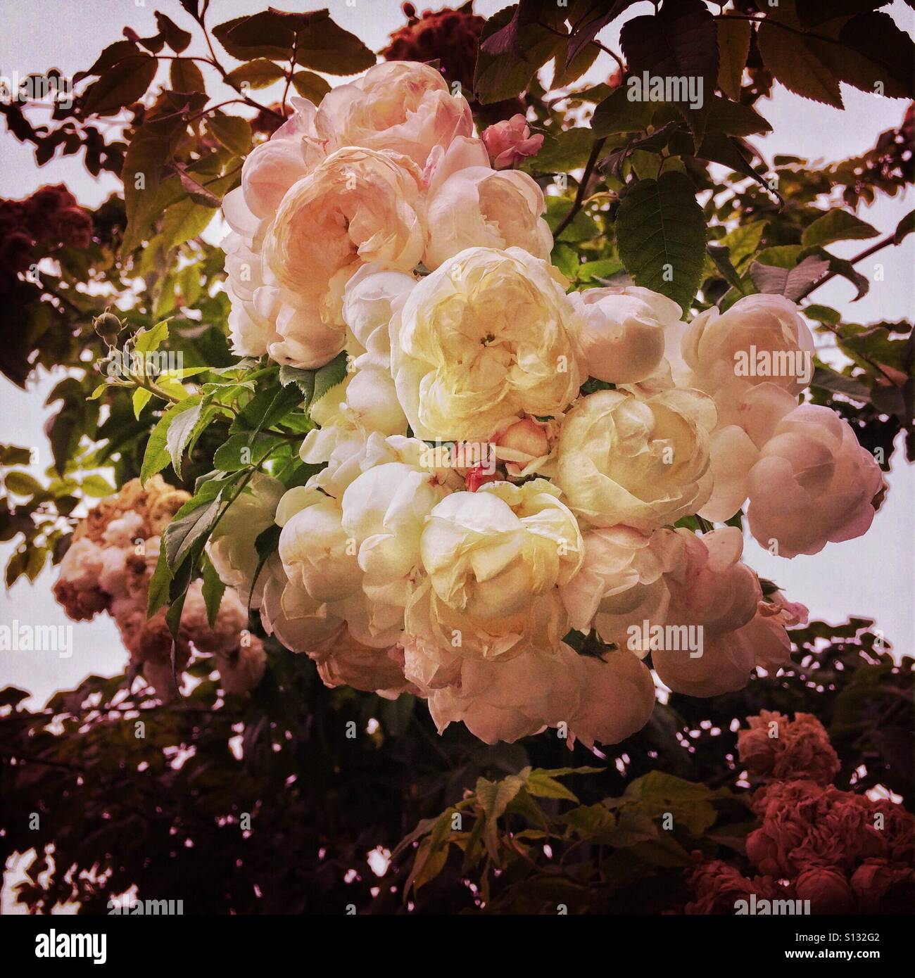 Rosa Kletterrosen. - Smartphone-aufgenommenes Stockfoto
