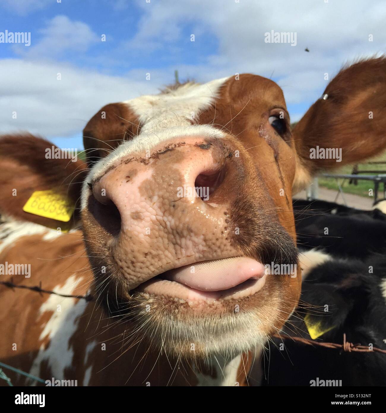 Kuh Zunge Stockfotos und -bilder Kaufen - Alamy