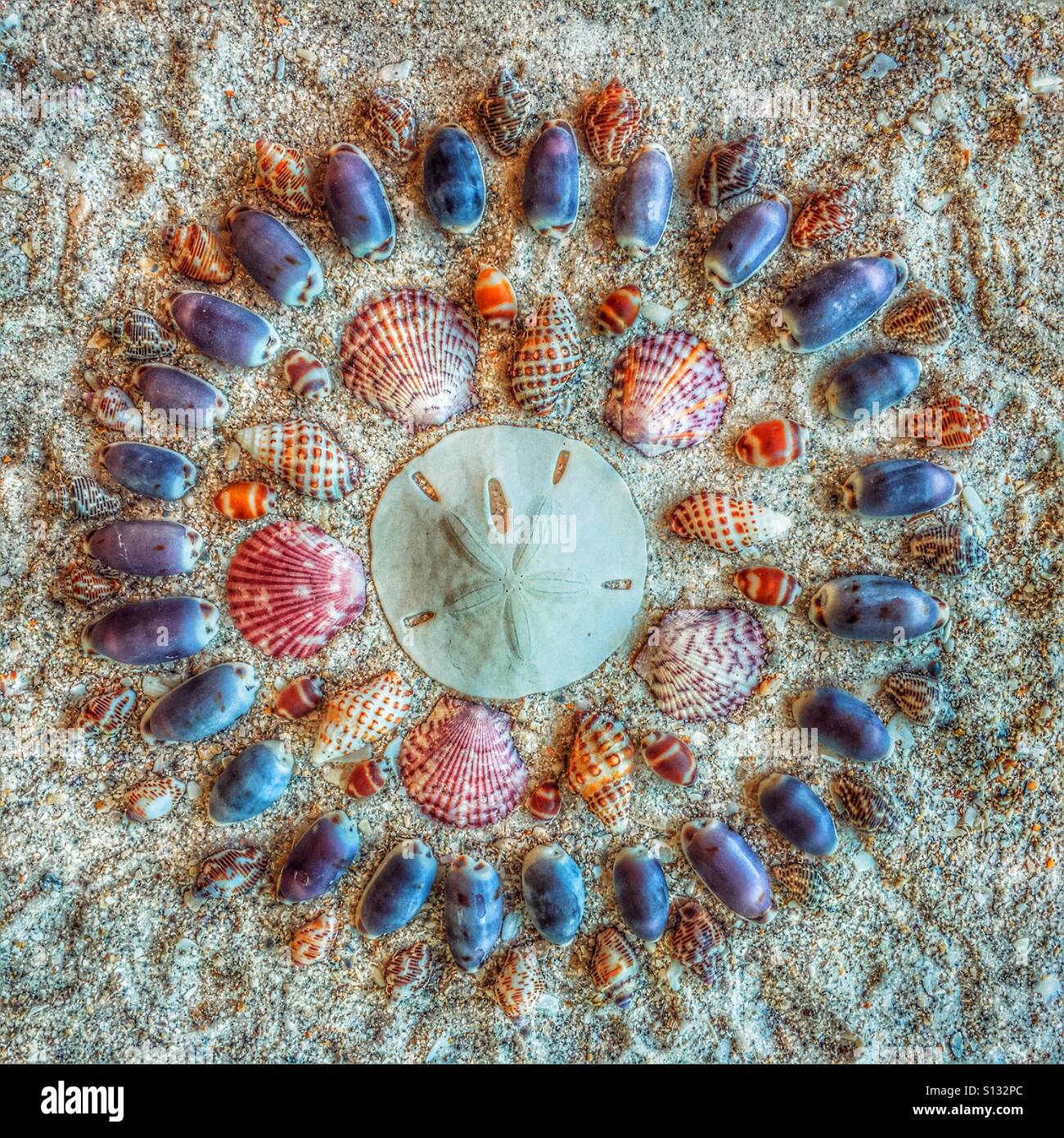 Sand Dollar und Muscheln am Strand. Flache Laien Fotografie. Stockfoto
