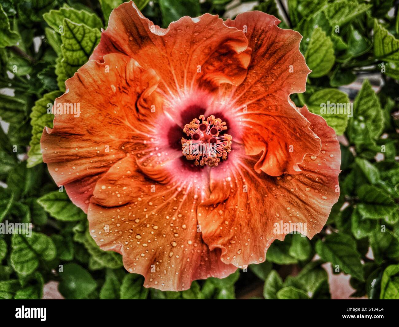 Hibiskusblüten und Regentropfen. - Smartphone-aufgenommenes Stockfoto