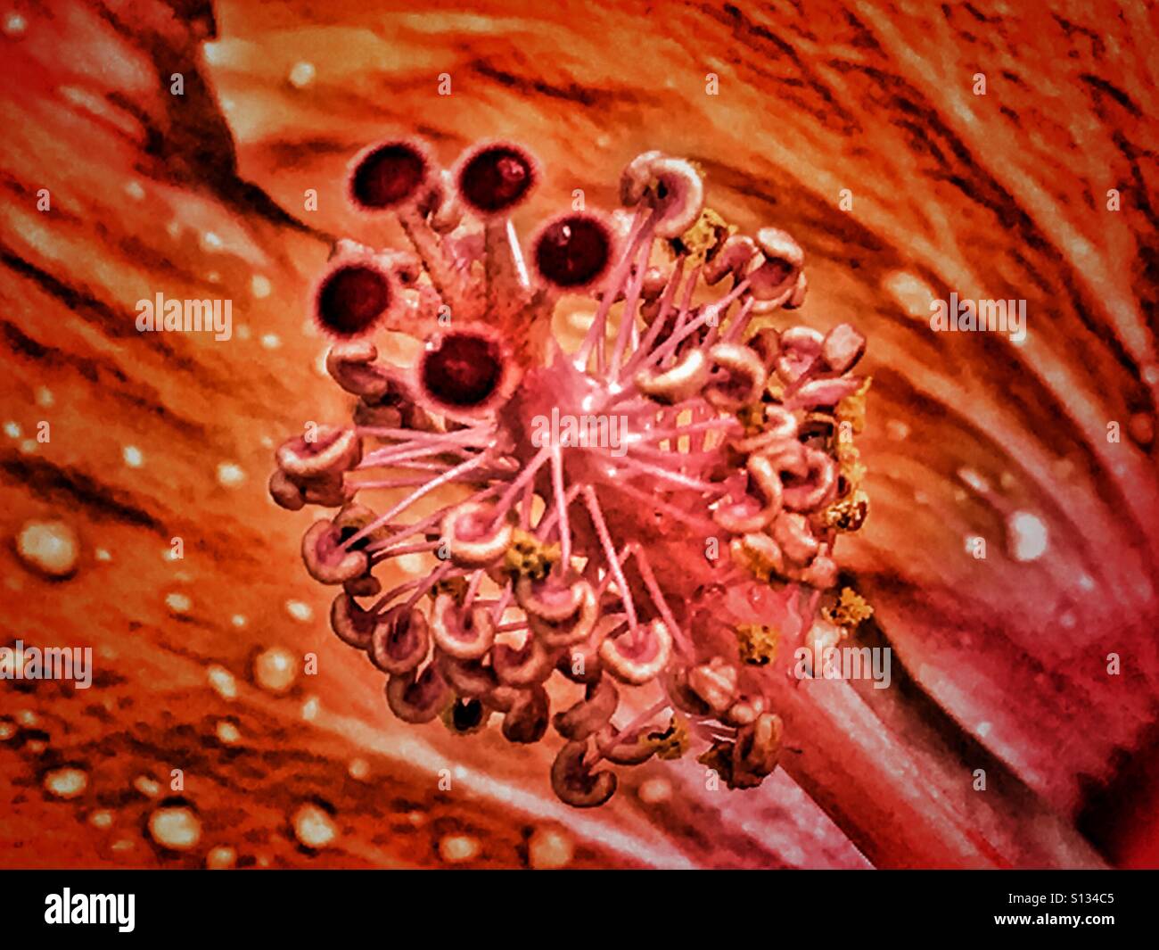 Hibiskus Blume detail - Smartphone-aufgenommenes Stockfoto